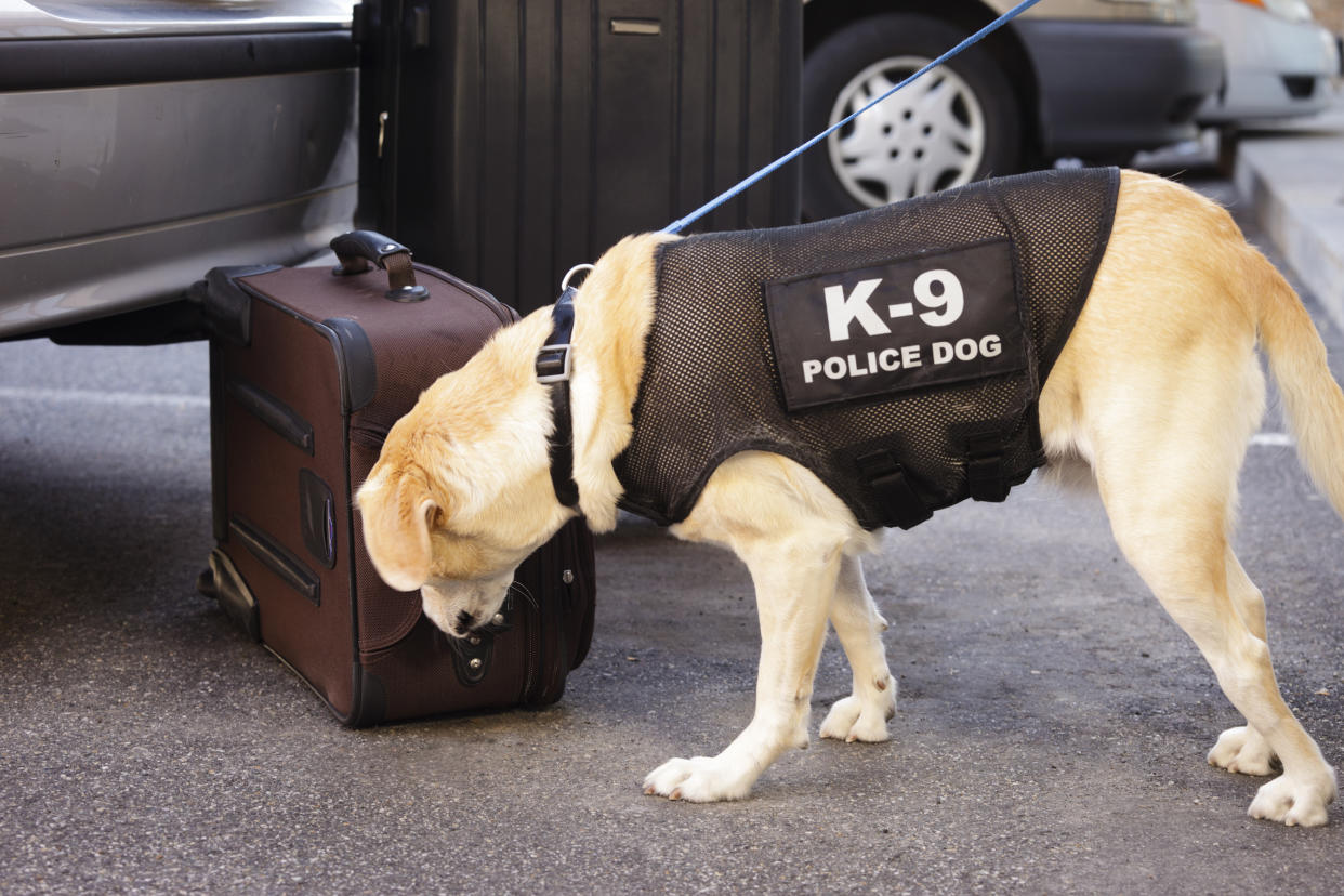 Sprengstoffhunde werden dort eingesetzt, wo die Gefahr für Angriffe besonders hoch ist. (Symbolbild: Getty Images)