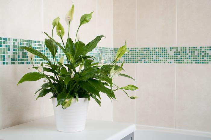 Spathiphyllum