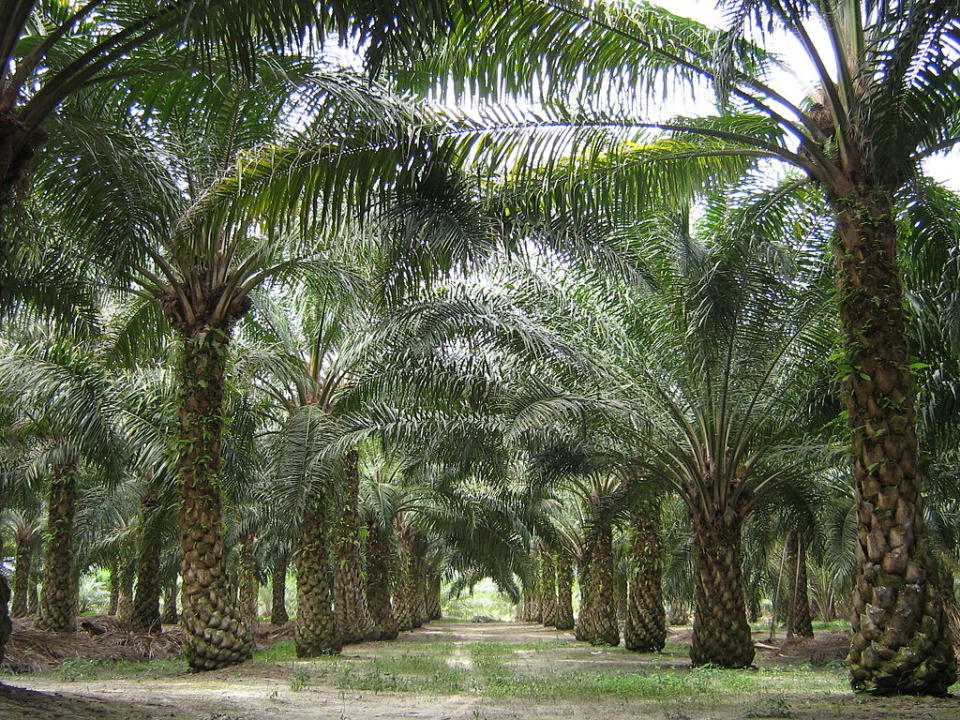 Biggest Palm Oil Companies In The World