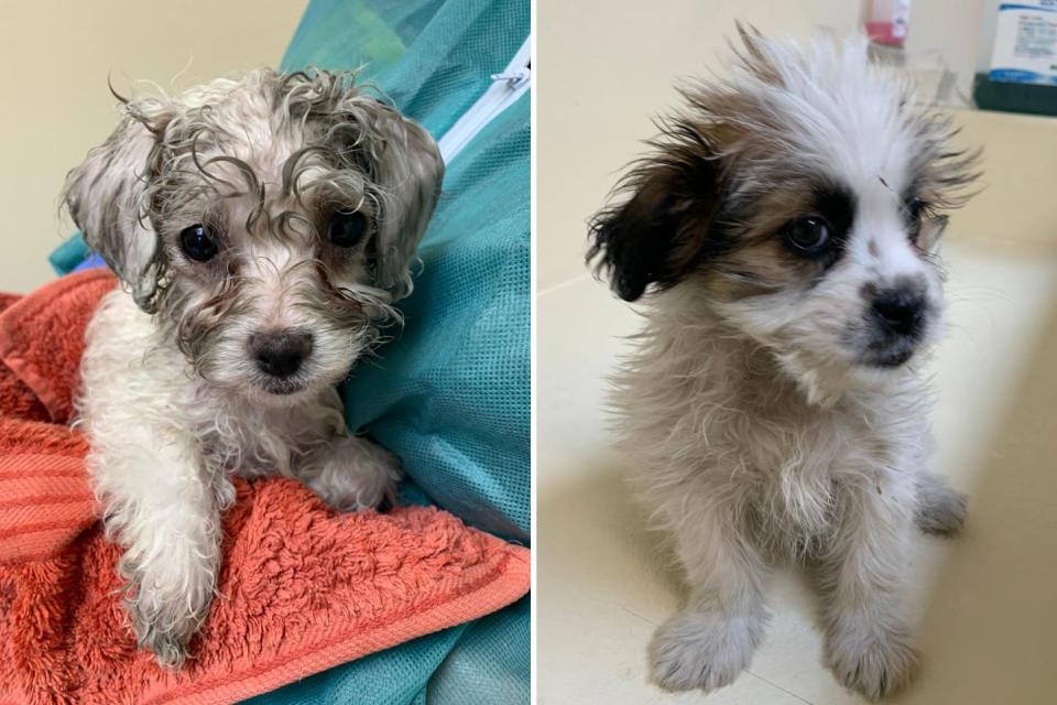 <p>The Dogs Trust issued photos in July of these puppies, among six rescued from the back of a van after being illegally imported into the UK from Romania  </p>PA