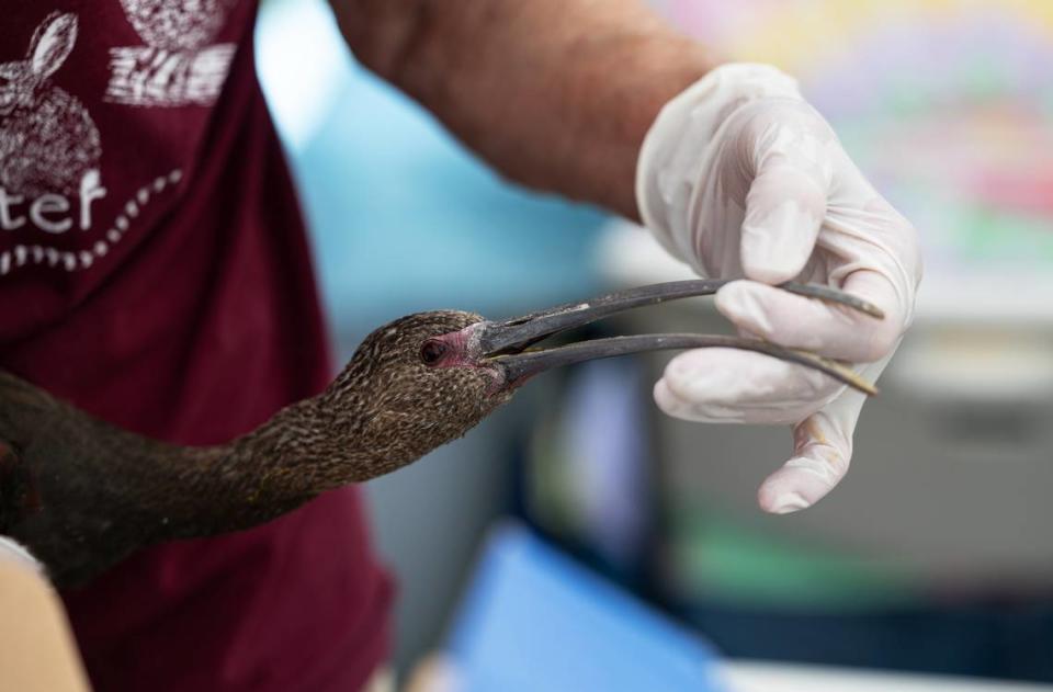 Donna Burt checks a white-faced ibis during the triage process at the Stanislaus Wildlife Care Center in Hughson, Calif., Friday, August 25, 2023.California Department of Fish and Wildlife biologists brought about 50 shorebirds to the center from Tulare Lake which is experiencing an outbreak of avian botulism. More birds will be delivered there over the next couple weeks.