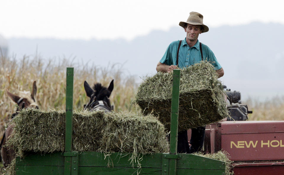 FILE - This Oct. 4, 2006 file photo shows a man loading bales of hay near Nickel Mines, Pa. The harvest season is nearing its glorious end, and the culture, architecture and history of Pennsylvania's Amish country can be seen for free in Lancaster County, where many Amish settled, starting in the early 1700s. (AP Photo/Mel Evans, file)