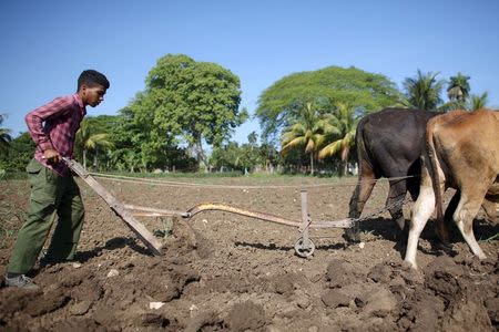 Farmer Lazaro Guerra, 14, guides oxen as he sows the land to plant pumpkins near San Antonio de los Banos in Artemisa province, Cuba, April 12, 2016. REUTERS/Alexandre Meneghini