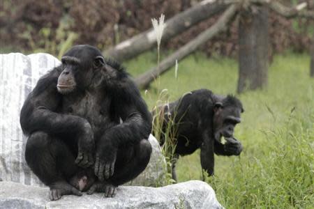 Chimpanzees enjoy the sun at Gut Aiderbichl's Sanctuary for Traumatized Chimpanzees and other Primates in Gaenserndorf, 50 kms (31 miles) northeast of Vienna, September 14, 2011. REUTERS/Herwig Prammer