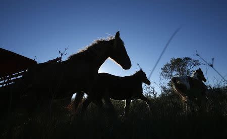 Assateague wild ponies are re-released after being rounded up for their semi-annual medical check-up on Assateague Island off the Virginia Coast October 26, 2013. REUTERS/Kevin Lamarque