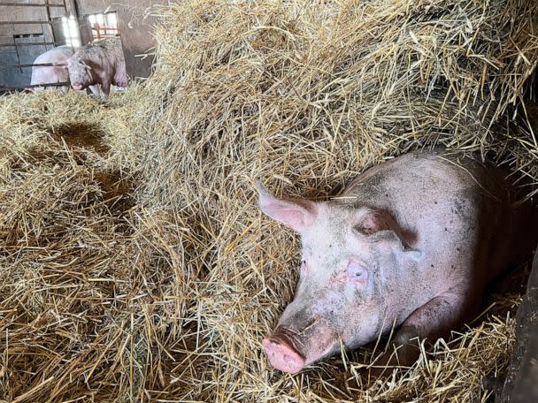 PHOTO: Sows on the Jovaag Family Farm in Austin, Minn., bury themselves in piles of hay for comfort during their pregnancies. (ABC News)
