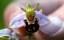 June: This month saw spectacular orchid displays, especially of bee orchids (pictured), in many places, while hundreds of fly orchids appeared on Dunstable Downs. Large blue butterflies emerged in good numbers and laid record eggs at Collard Hill in Somerset. There was great breeding success for little terns at Blakeney Point, Norfolk, though terns at Strangford Lough, Northern Ireland, failed to breed (Rex Features)