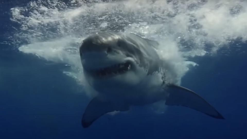 A great white shark swims towards the camera and leaves a wake of waves behind him