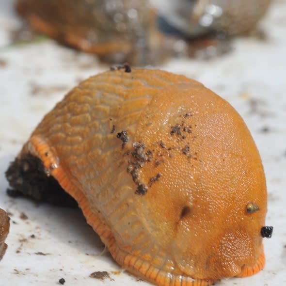 Slugs the size of guinea pigs invading UK