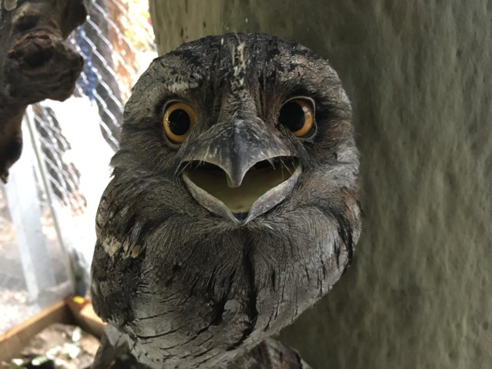 A tawny frogmouth with an injured eye.