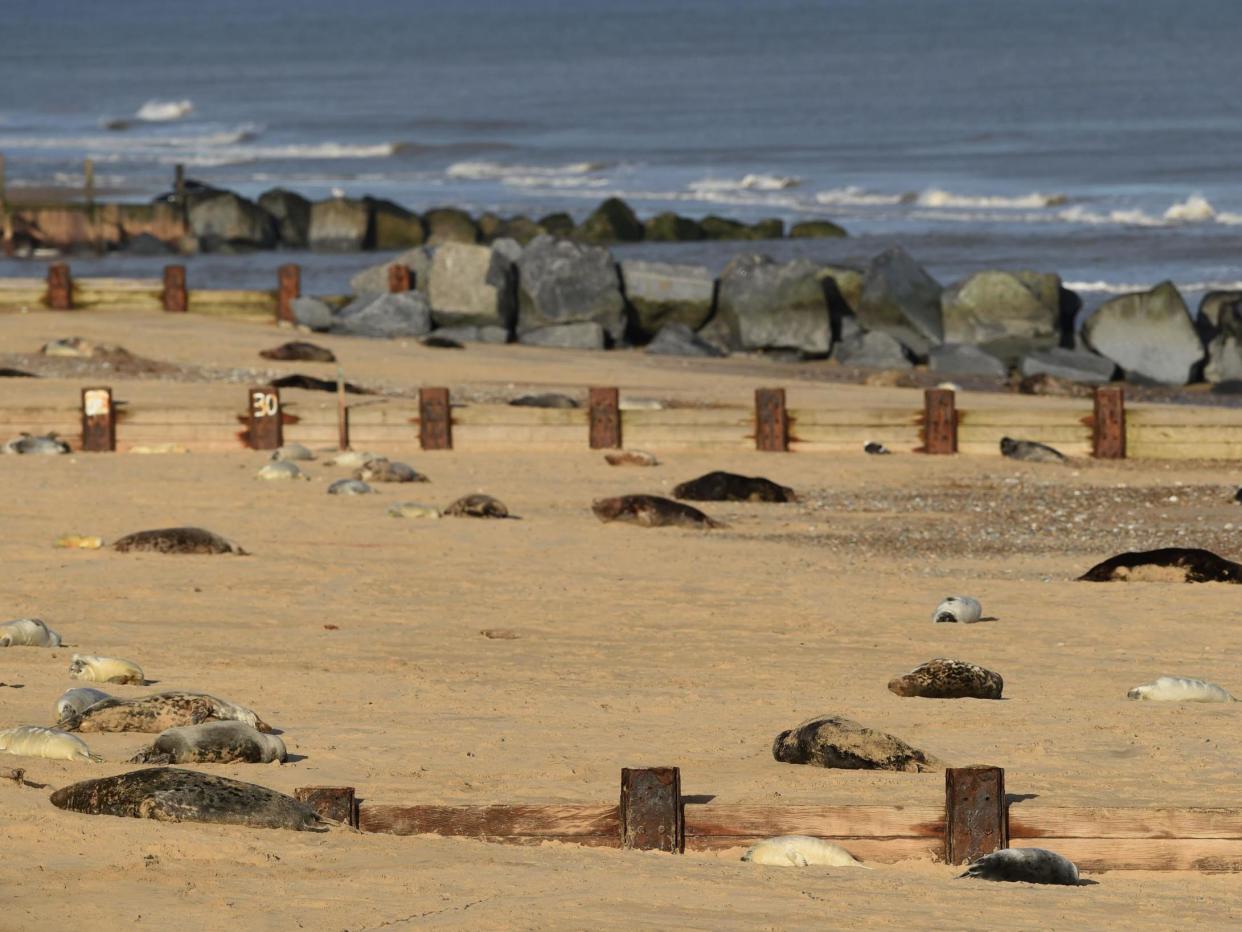 Horsey Gap is a popular spot for seal-watching: PA