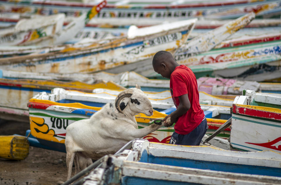 A child pulls a sheep past fishing boats to be washed with soap before it is offered for sale for the upcoming Islamic holiday of Eid al-Adha, on the beach in Dakar, Senegal Thursday, July 30, 2020. Even in the best of times, many Muslims in West Africa scramble to afford a sheep to slaughter on the Eid al-Adha holiday, a display of faith that often costs as much as a month's income, and now the coronavirus is wreaking havoc on people's budgets putting an important religious tradition beyond financial reach. (AP Photo/Sylvain Cherkaoui)