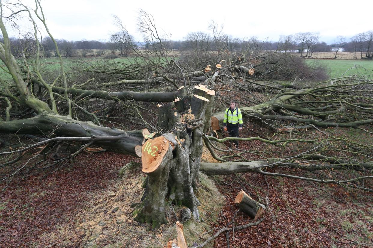 The beech trees were around 200 years old (WNS)