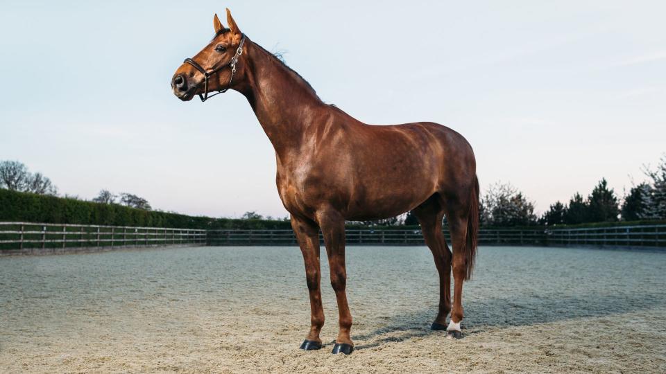 1. Thoroughbred racehorse