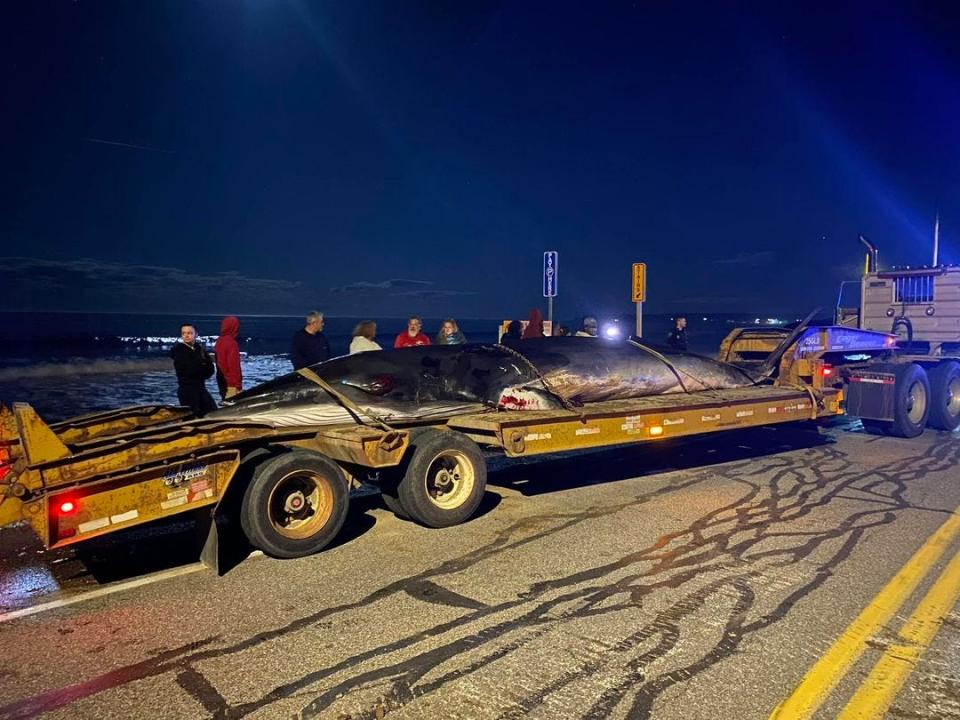 The minke whale was removed from Long Sands Beach early Saturday morning, thanks to the Marine Mammals of Maine.
