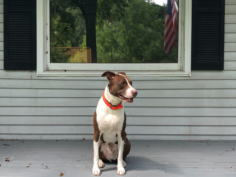 Brown and white dog on front porch.