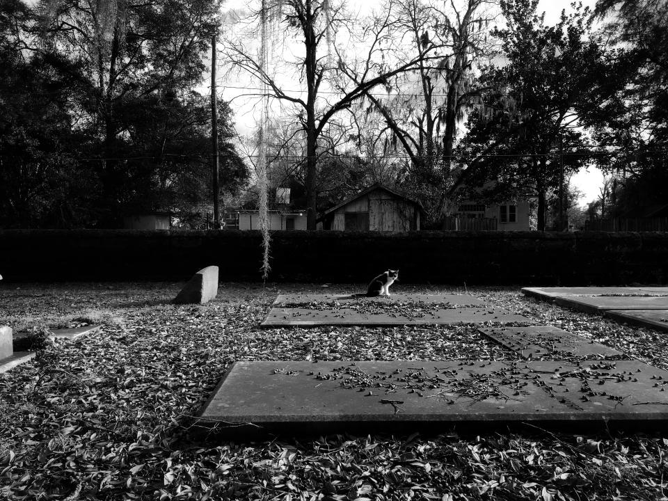 <p>A cat sits on the gravesite of a Confederate soldier in a cemetary in Selma, Ala. (Photo: Holly Bailey/Yahoo News) </p>