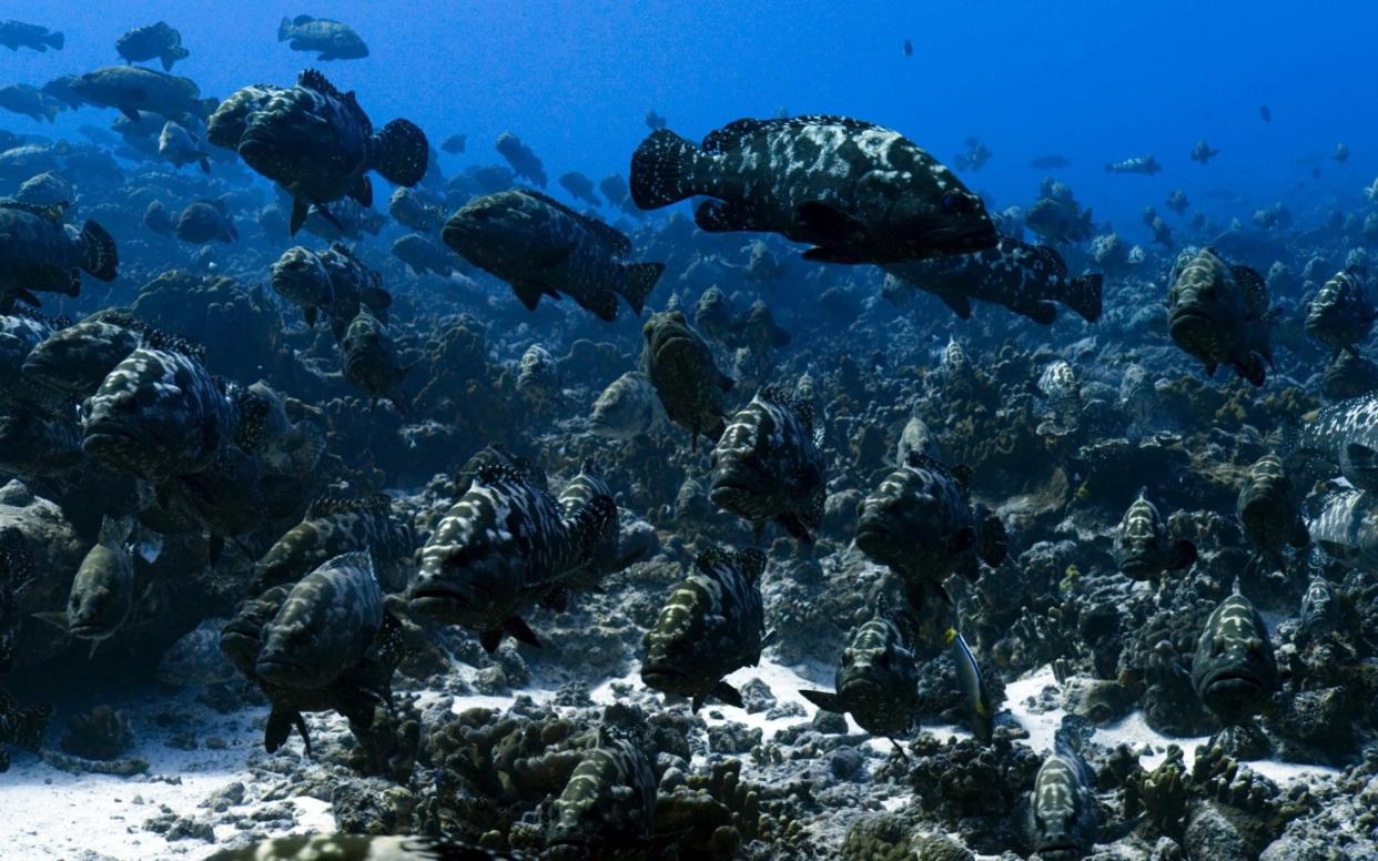 A school of grouper fish filmed for Blue Planet - WARNING: Use of this copyright image is subject to the terms of use of BBC Pictures' Digital Picture