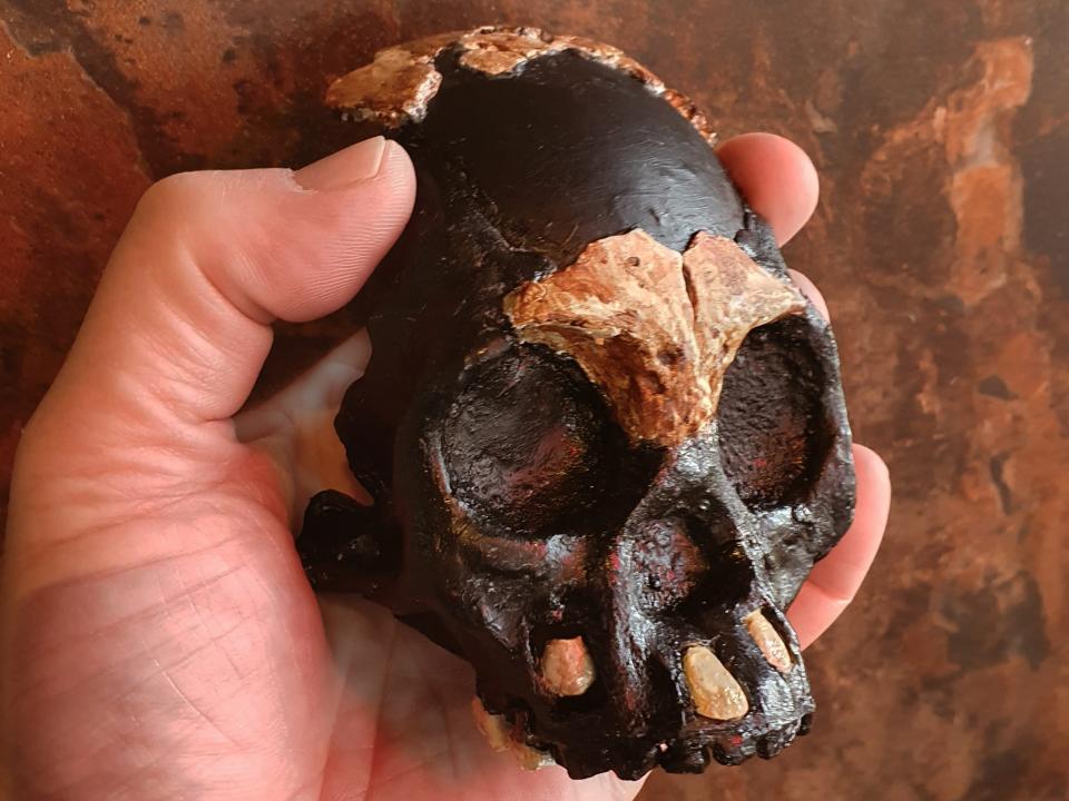 homo naledi leti child skull