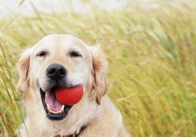 PK-Photos/E+/Getty Standard image of a Golden Retriever posing with a ball