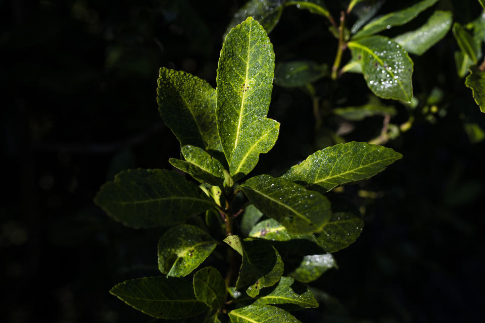 El rocío matutino humedece las hojas de yerba mate en Andresito, en la provincia de Misiones, en el noreste de Argentina, el jueves 18 de abril de 2024. Las hojas secas con agua caliente, en una calabaza conocida como mate, producen un poderoso elíxir que, durante siglos, ha saciado la sed de cafeína y de comunidad en América del Sur. (AP Foto/Rodrigo Abd)