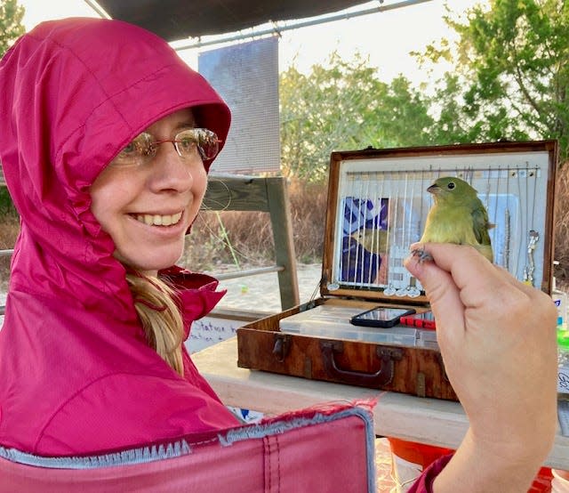 Volunteer and ornithology student holds newly banded hatch-year painted bunting.