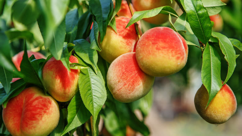 Peaches growing on tree 