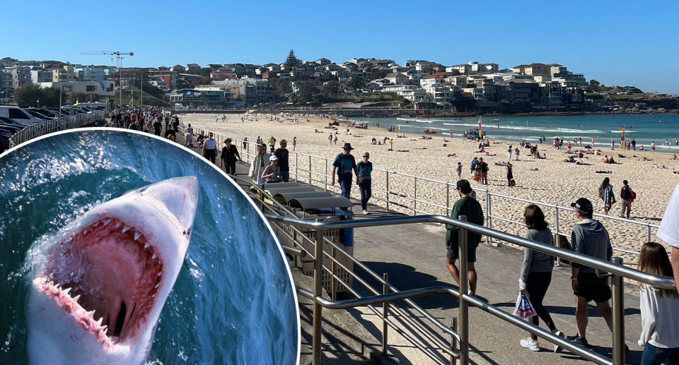 Inset - a great white shark with its mouth open. Background - Bondi beach in winter as shark nets reinstalled.