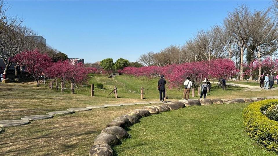 中科后里園區種植的各品種櫻花樹已經綻放，成為台中賞櫻新景點！圖／中科管理局提供