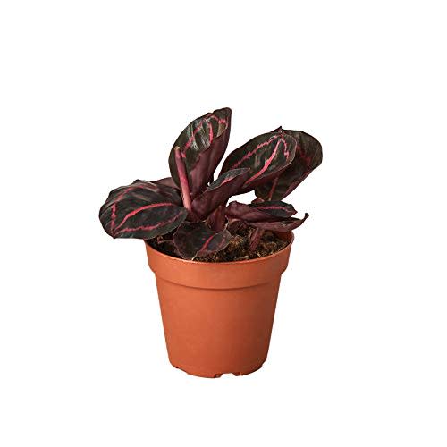 HOUSEPLANTSHOP | Calathea ‘Dottie’ - 4” Pot | Live Indoor House Plant | Free Care Guide