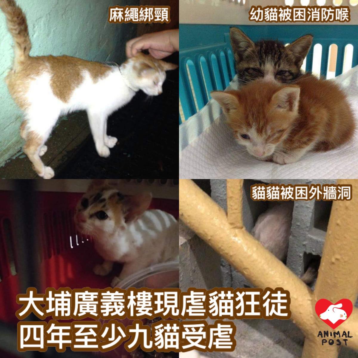 Catch the Cat Abusers in Kwong Yee Building: Seeking Justice for Abused Cats in Tai Po, Hong Kong