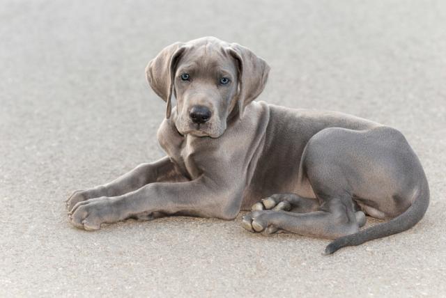 full grown grey great dane