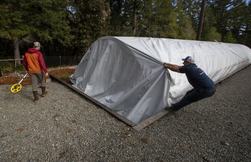 Johnny Casali, right, pulls back a tarp on one of his greenhouses.