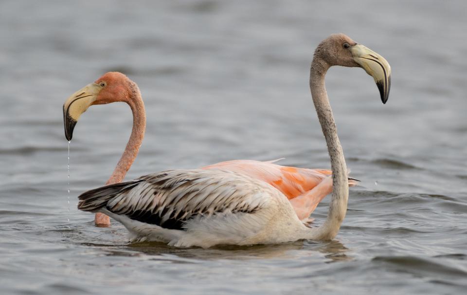 Ken Milender, of Harshaw, captured photos of five American flamingos on Lake Petenwell in central Wisconsin Saturday, Sept. 30, 2023. He and Chucky Wensel, of Merrill, who are both avid birders, were able to get a boater to take them closer to the birds to take the images.