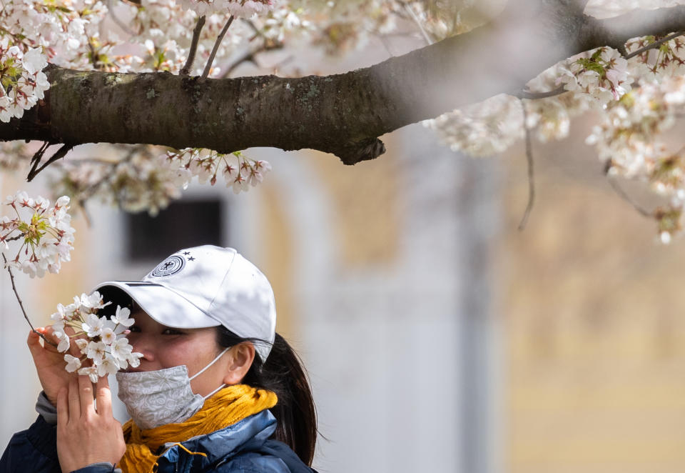 03 April 2020, Saxony, Dresden: A woman wearing a mouthguard smells the blossoms of an ornamental cherry on the banks of the Elbe. In order to slow down the spread of the corona virus, the federal government has further considerably restricted public life. The novel coronavirus is mainly transmitted by droplet infection. Photo: Robert Michael/dpa-Zentralbild/dpa (Photo by Robert Michael/picture alliance via Getty Images)