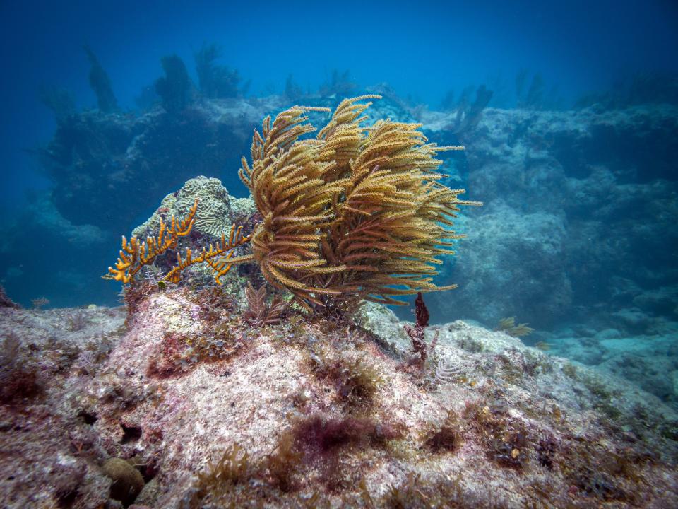 Divers can find abundant sea life, living coral and even a statue of Jesus at Florida's John Pennekamp Coral Reef State Park.