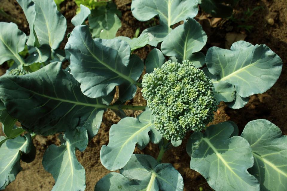7) Broccoli