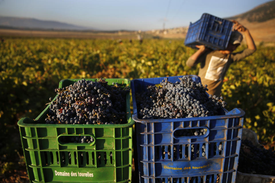 In this Saturday Sept. 8, 2018 photo, a Syrian worker harvests Syrah grapes, which will be crushed, fermented and after triple distillation will become Lebanon's national alcoholic drink, arak, in the village of Ammik, east Lebanon. The anise-tinged arak, is surrounded by ritual -- from its distilling down to the moment when it’s mixed, turning milky white in water, and drunk over long, lingering meals. (AP Photo/Hussein Malla) (AP Photo/Hussein Malla)