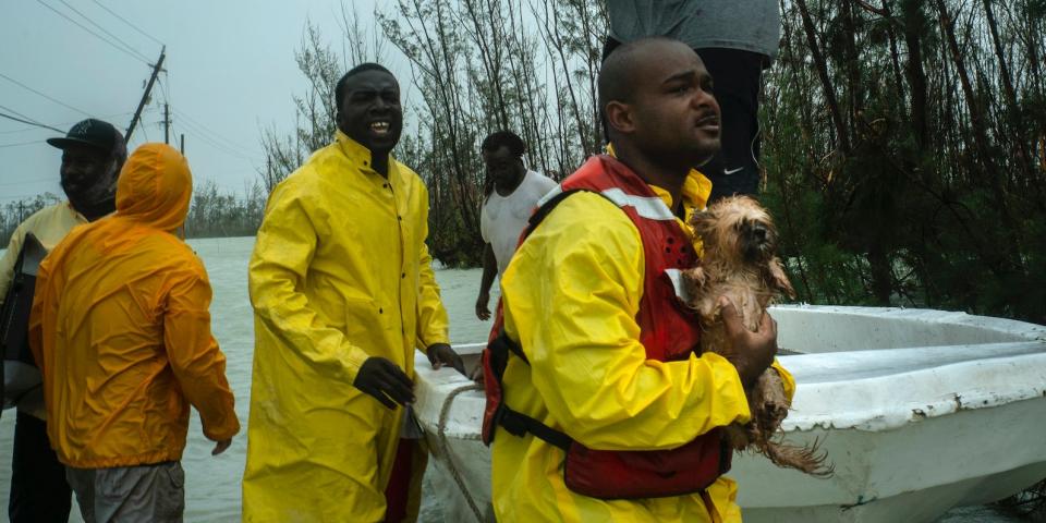 A volunteer looks for the owner of a dog he rescued from the rising waters of Hurricane Dorian, on a flooded road near the Causarina bridge in Freeport, Grand Bahama, Bahamas, Tuesday, Sept. 3, 2019.