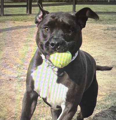 Stella, a pit bull owned by author Colin Dayan. Colin Dayan, <a href="http://creativecommons.org/licenses/by-nd/4.0/" rel="nofollow noopener" target="_blank" data-ylk="slk:CC BY-ND;elm:context_link;itc:0;sec:content-canvas" class="link ">CC BY-ND</a>