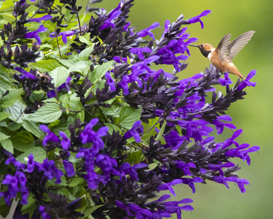 Bodacious Hummingbird Falls salvia