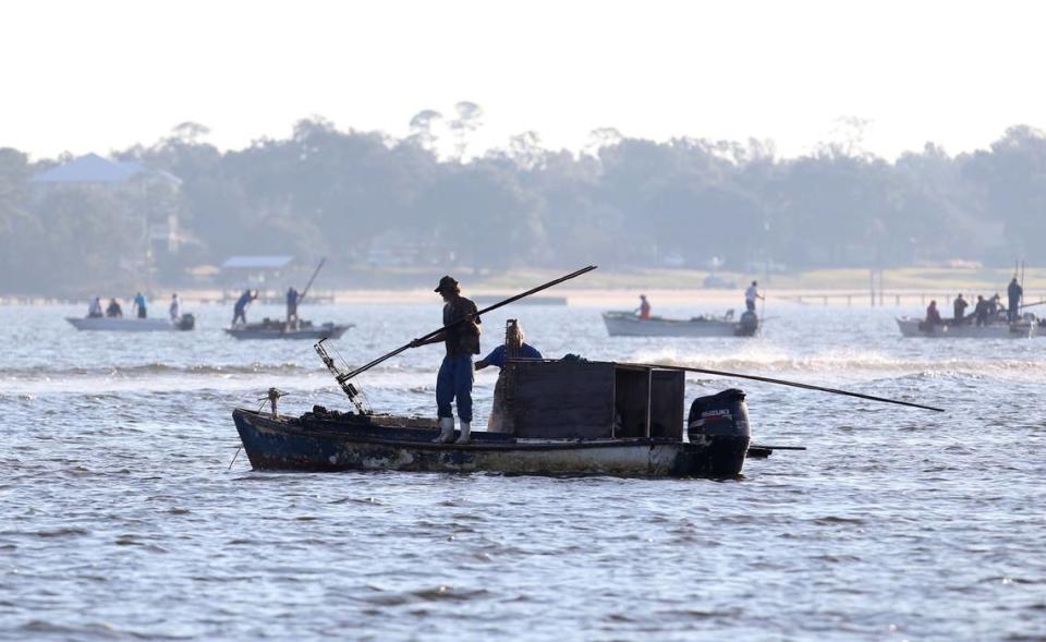 Oyster fishermen tong the waters of Biloxi Bay at Shearwater Reef off the coast of Ocean Springs on Tuesday, Nov. 1, 2016, the first day in 54 years that oyster harvesting had been allowed in the area. John Fitzhugh/Sun Herald file