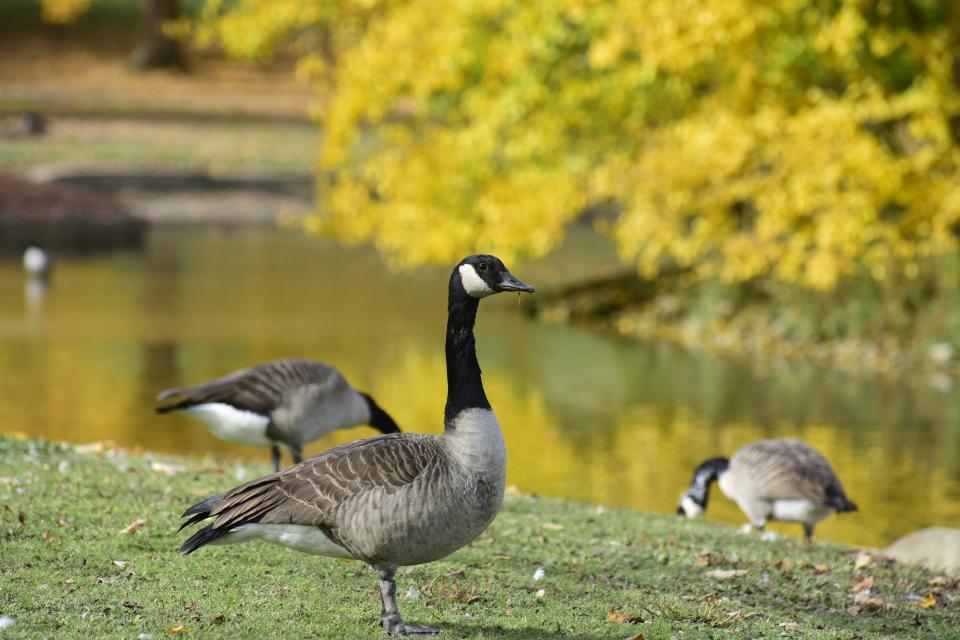 A curious goose wanders through Mansfield's North Lake Park on a sunny autumn day.