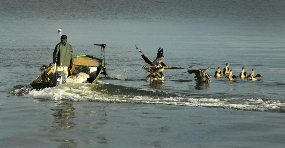 An early-morning fisherman drew the interest of pelicans attracted to the fish bait along the Indian River Lagoon, just north of the Eau Gallie Causeway in Melbourne. Among the proposals submitted for the Speak Up Brevard program was one to support the Indian River Lagoon becoming a national park.