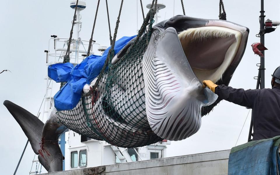 A captured minke whale is lifted onto a truck bed at a port in Kushiro after Japan's resumption of commercial hunting - Kazuhiro Nog/AFP/Getty Images