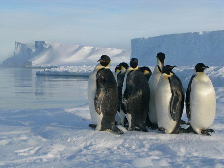 Emperor penguins (Aptenodytes forsteri) on sea ice at the Brunt ice shelf near BAS Halley Research Station.  / Credit: British Antarctic Survey