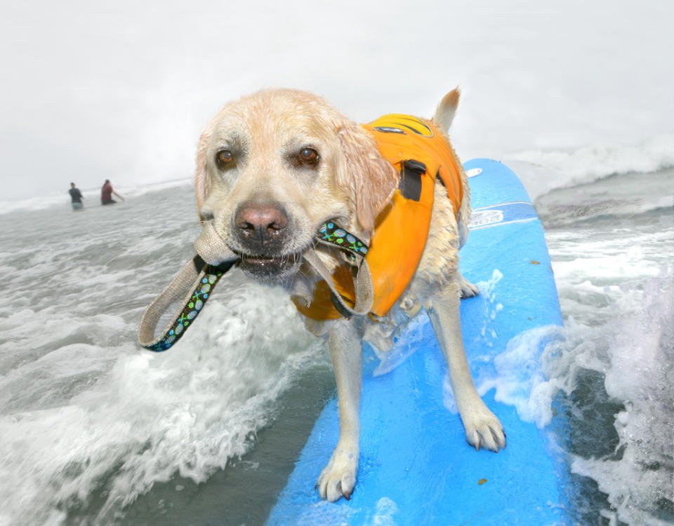 <p>Fred, lab, catching a wave at dog surfing school, North Beach, Del Mar, San Diego, Calif. (Photograph by Lara Jo Regan) </p>