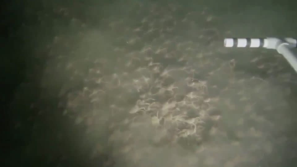 The swarming crabs surprised scientists, who had never before seen them so far south. Photo: WHOI