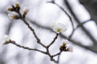 Cherry blossoms begin to bloom along Hains Point in Washington, Monday, Feb. 27, 2023. (AP Photo/Andrew Harnik)