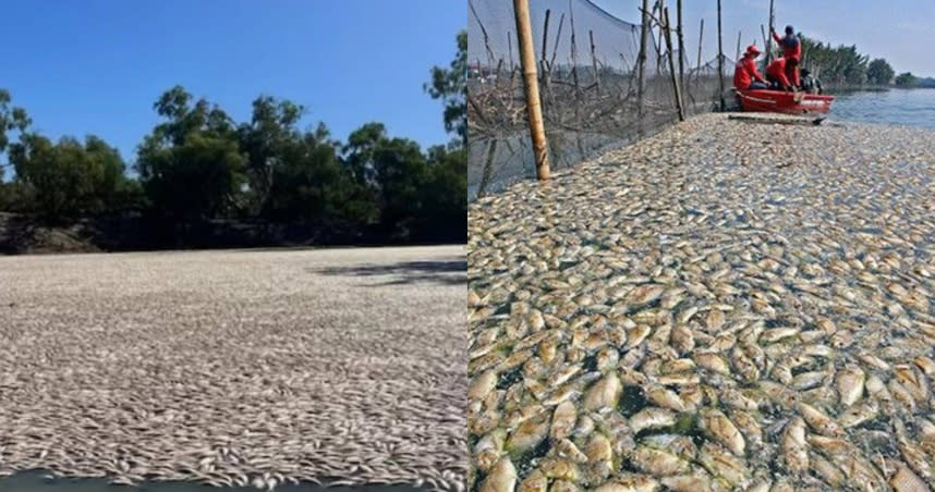 澳洲小鎮的河流上突然出現數百萬條魚類的屍體。（圖／翻攝自推特）